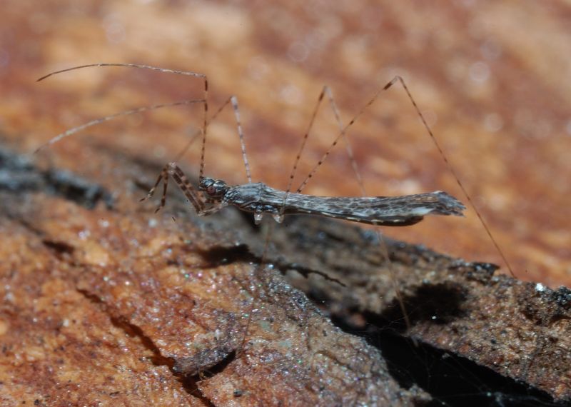 Reduviidae: Empicoris mediterraneus (cf) di Ostia (RM)