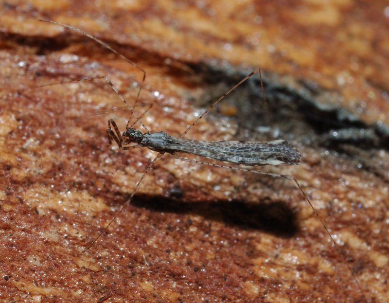 Reduviidae: Empicoris mediterraneus (cf) di Ostia (RM)