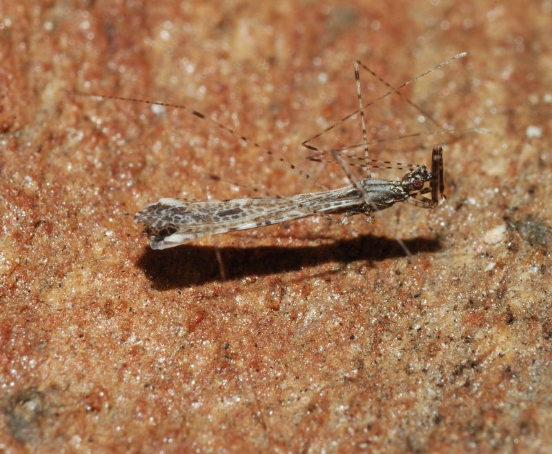 Reduviidae: Empicoris mediterraneus (cf) di Ostia (RM)