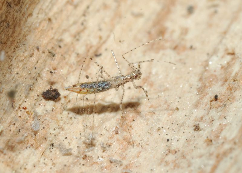 Reduviidae: Empicoris mediterraneus (cf) di Ostia (RM)