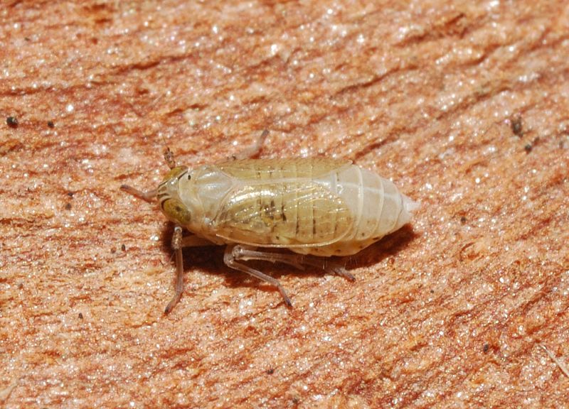 Fulgoromorpha, s Famiglia: Delphacidae sp.