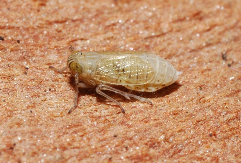 Fulgoromorpha, s Famiglia: Delphacidae sp.