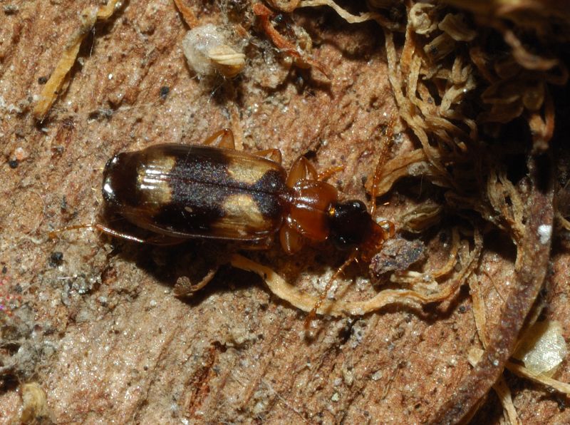 Piccolo carabide: Philorhizus quadrisignatus