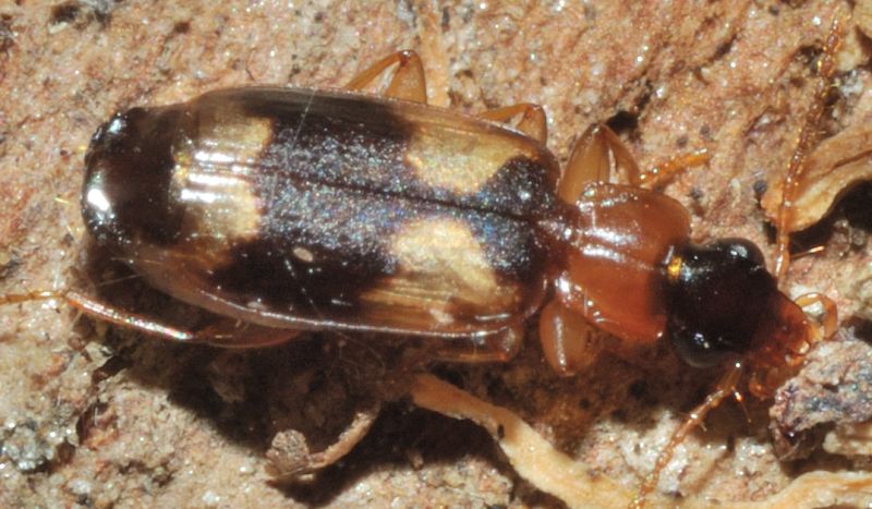 Piccolo carabide: Philorhizus quadrisignatus