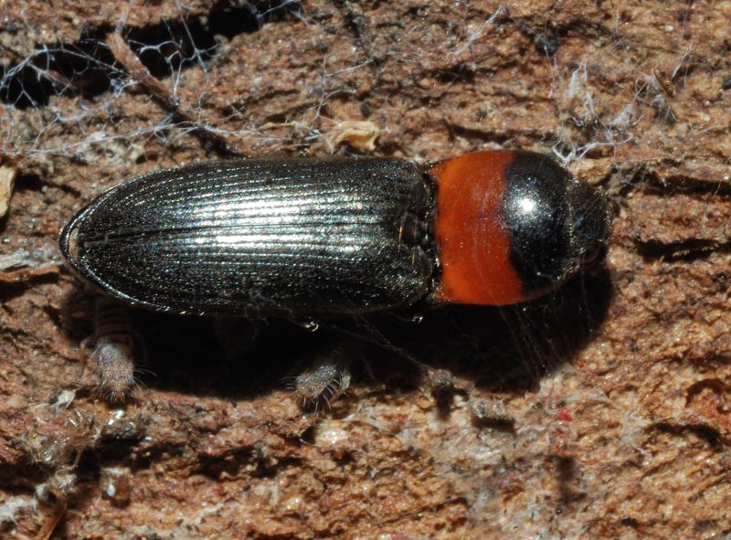 Cardiophorus sp.