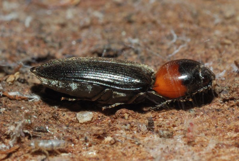 Cardiophorus sp.