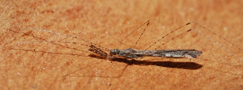 Reduviidae: Empicoris mediterraneus (cf) di Ostia (RM)