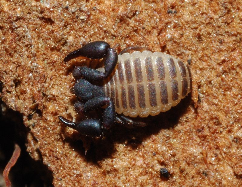 Due pseudoscorpioni