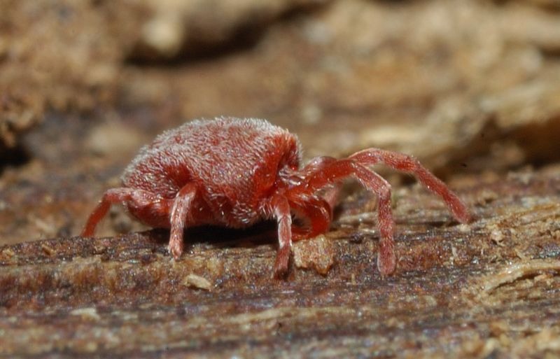 Trombidium amaranto