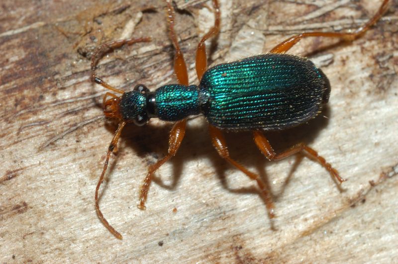 Bel coleottero verde Drypta dentata