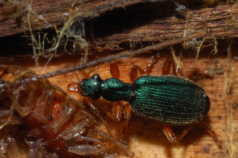 Bel coleottero verde Drypta dentata