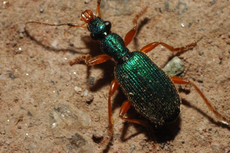 Bel coleottero verde Drypta dentata