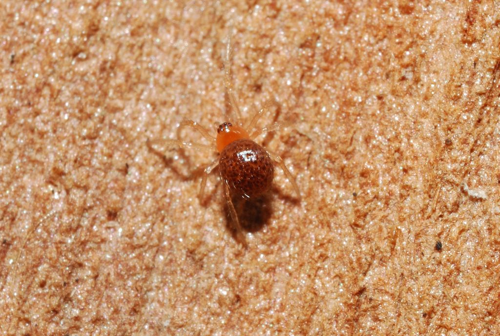 Ragno rosso piccolissimo (Theridiidae)
