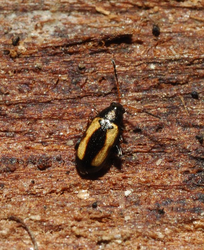 Piccolo coleottero giallo nero: Phyllotreta sp.