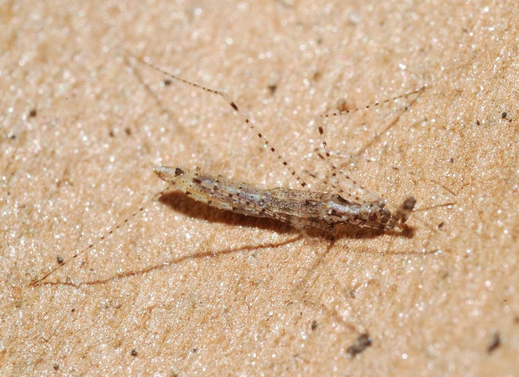 Reduviidae: Empicoris mediterraneus (cf) di Ostia (RM)