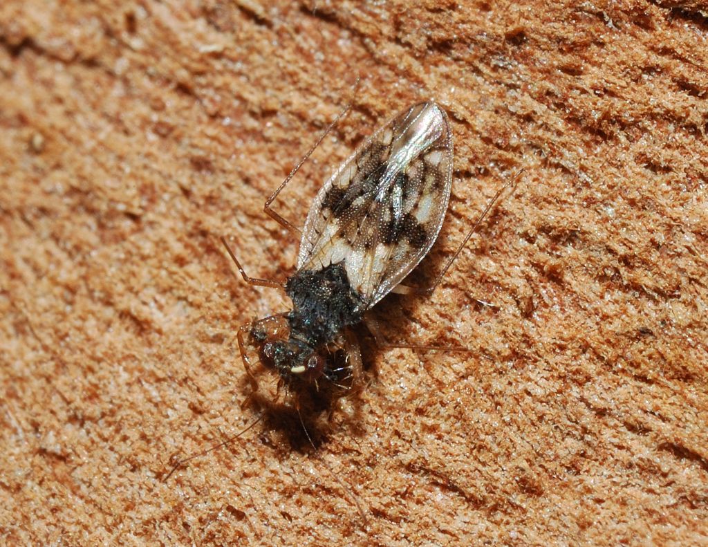 Leptopodidae: Patapius spinosus di Cerveteri
