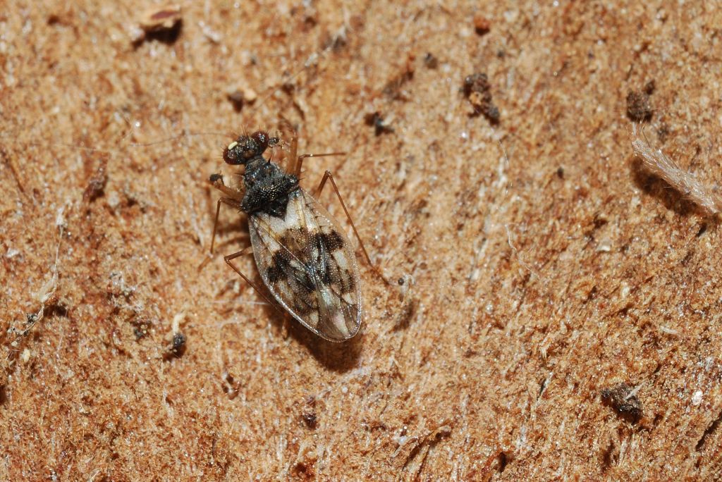 Leptopodidae: Patapius spinosus di Cerveteri