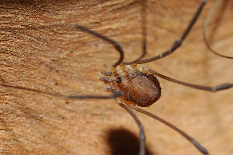 Opilione: Nelima (m) sp. (doriae - semproni)