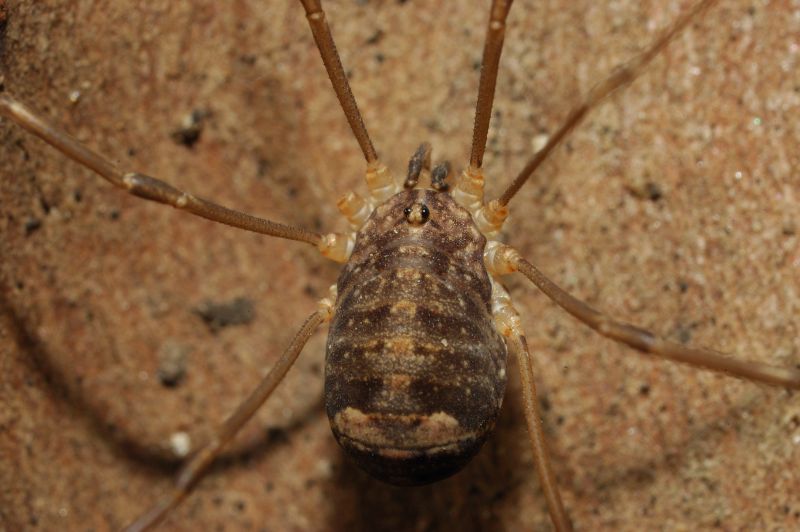 Opilione: Nelima sp. cf. N. doriae