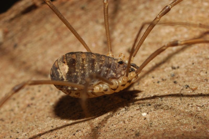 Opilione: Nelima sp. cf. N. doriae