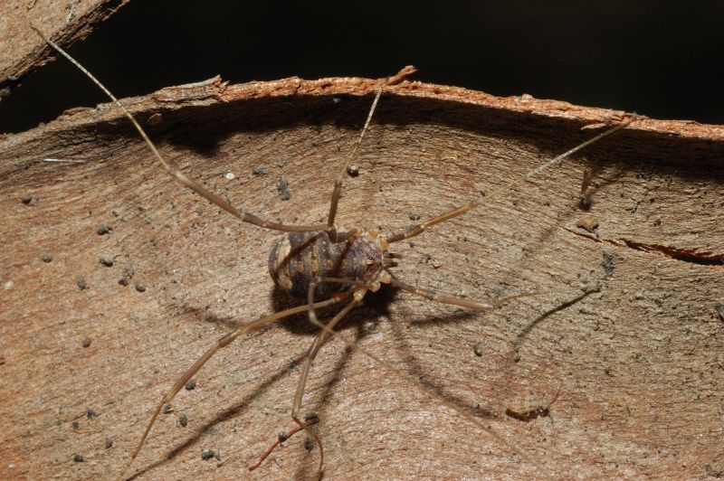 Opilione: Nelima sp. cf. N. doriae