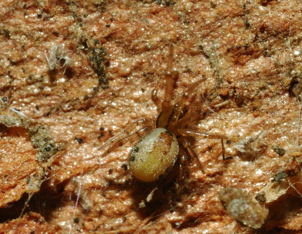 maschio subadulto di Kochiura aulica