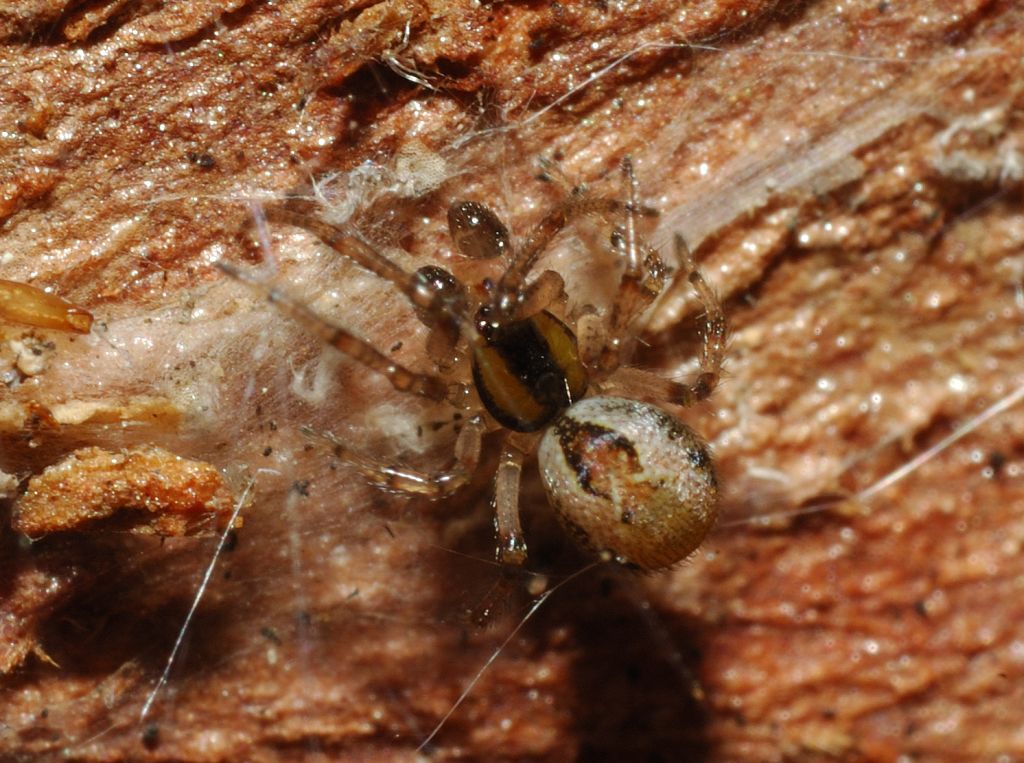 maschio subadulto di Kochiura aulica