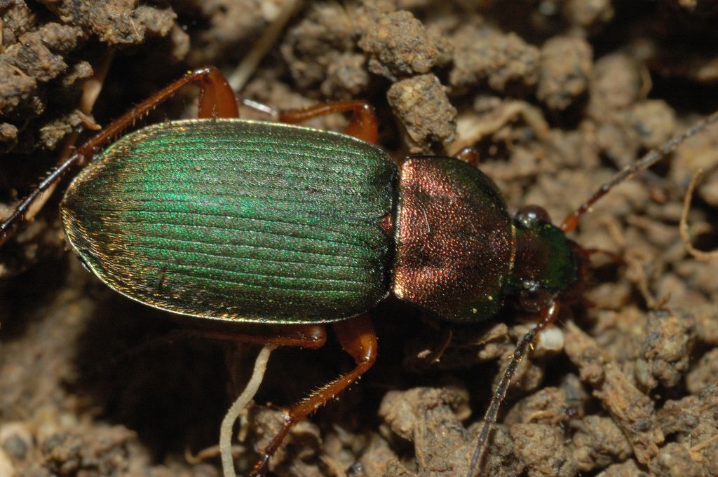 Chlaeniellus olivieri