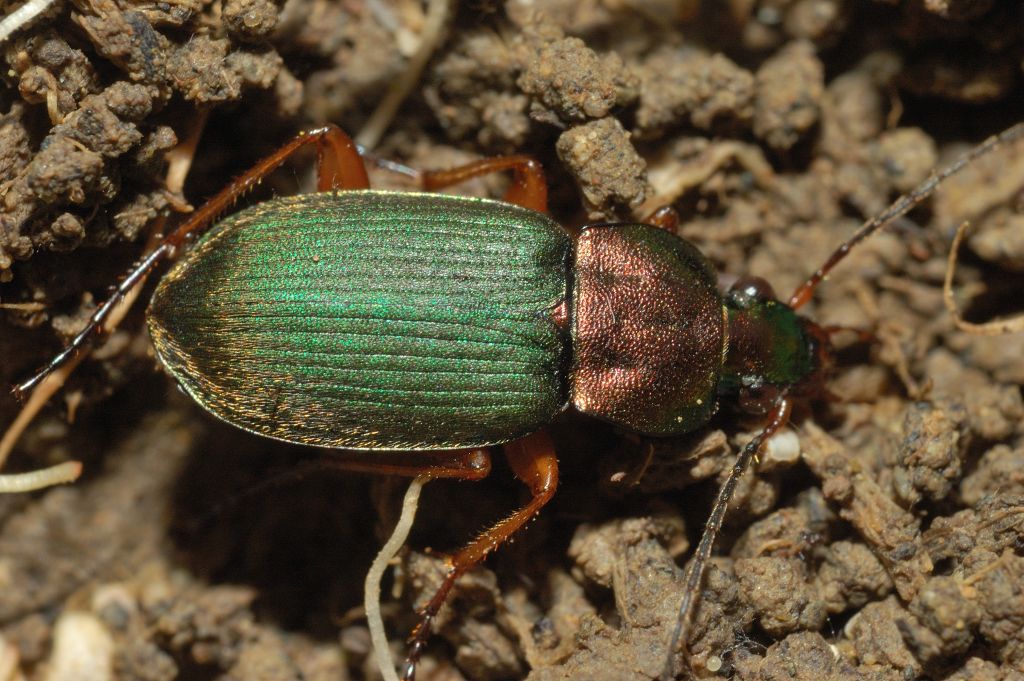 Chlaeniellus olivieri