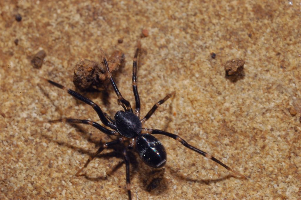 Liophrurillus flavitarsis