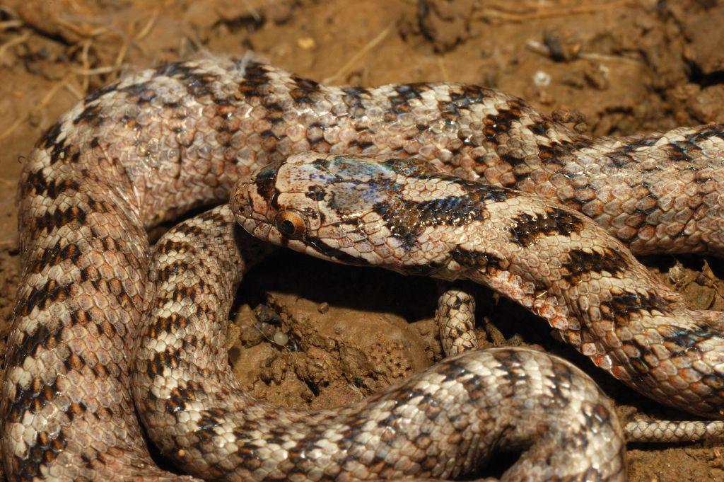Per caso  una coronella giovane? Coronella girondica