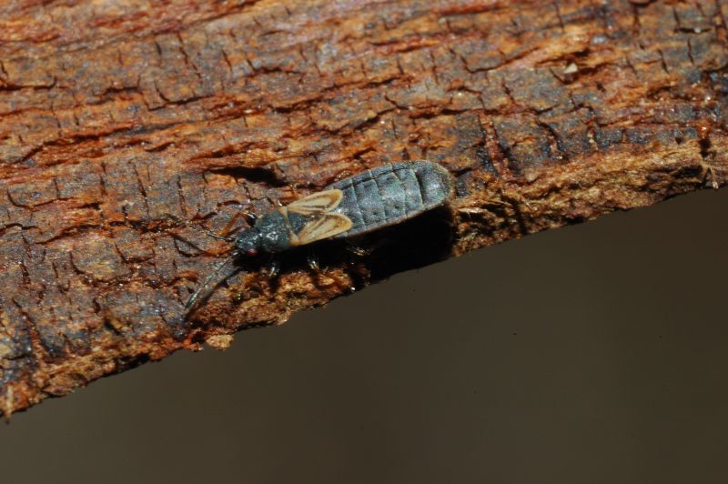 Lygaeidae: Ischnodemus sp. di Ostia