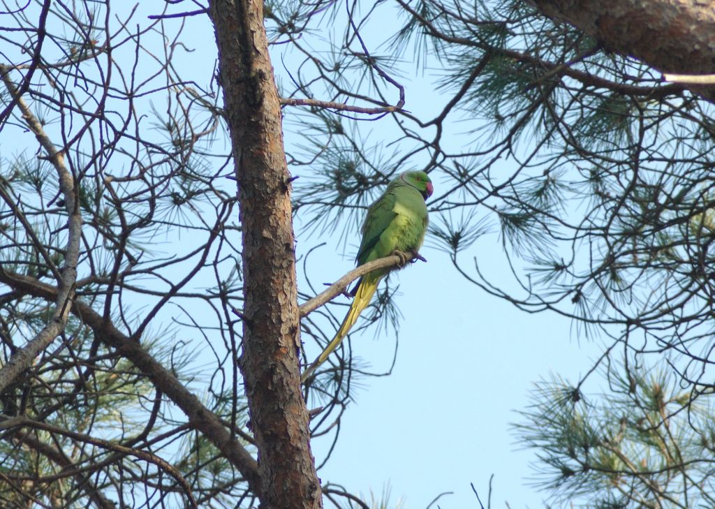 I parrocchetti di Castelfusano (Roma)