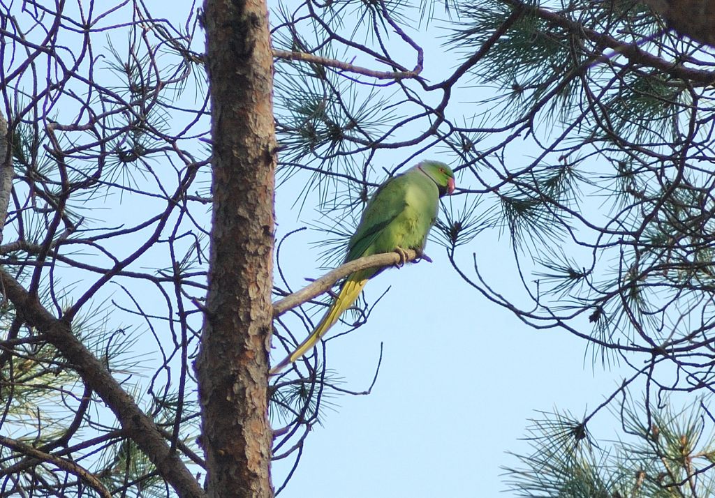 I parrocchetti di Castelfusano (Roma)