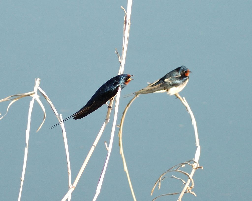 Rondine in corteggiamento