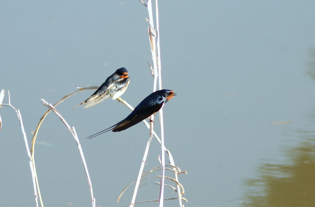 Rondine in corteggiamento