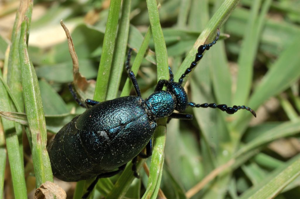 Meloe proscarabaeus e altro Meloe sp.
