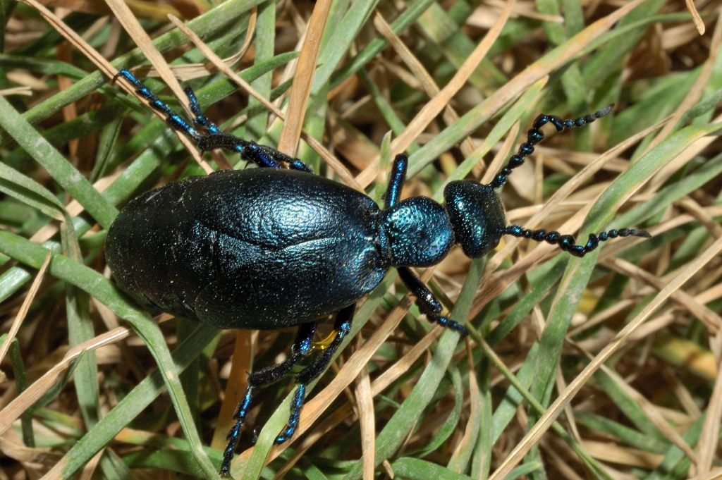 Meloe proscarabaeus e altro Meloe sp.