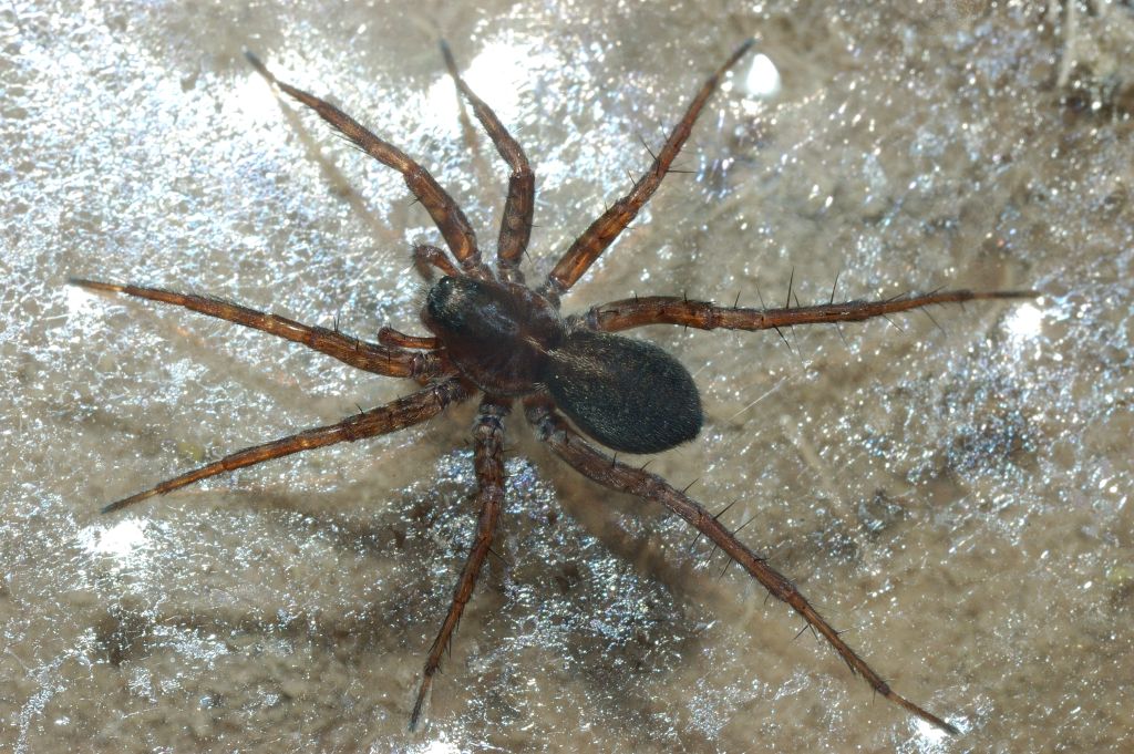 Pardosa sp.