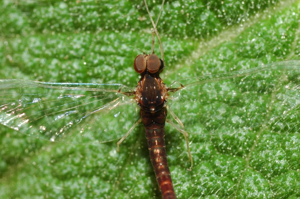 Baetis sp.??