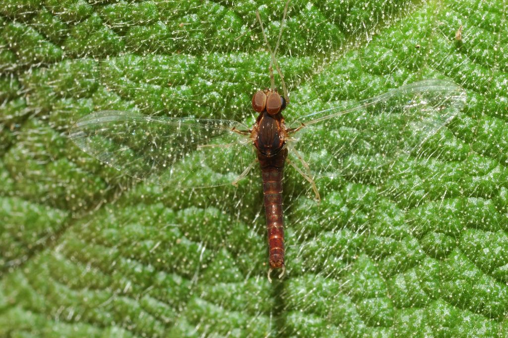 Baetis sp.??