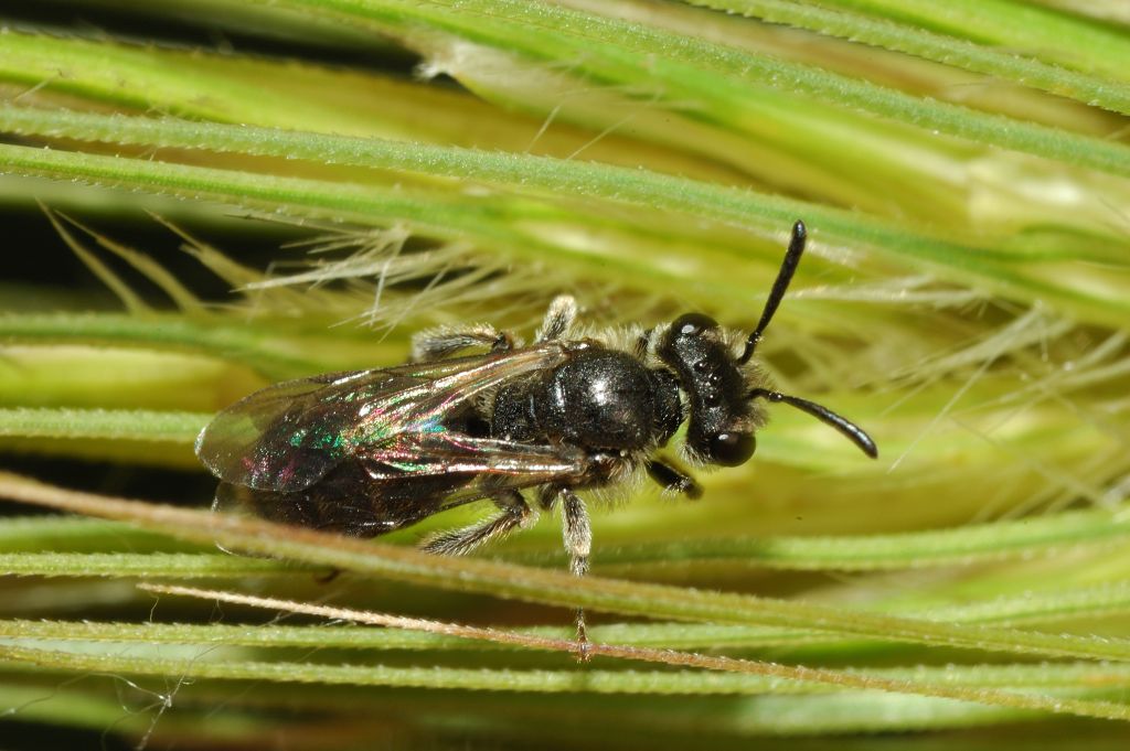 Piccola vespa: femmina di Andrena sp.