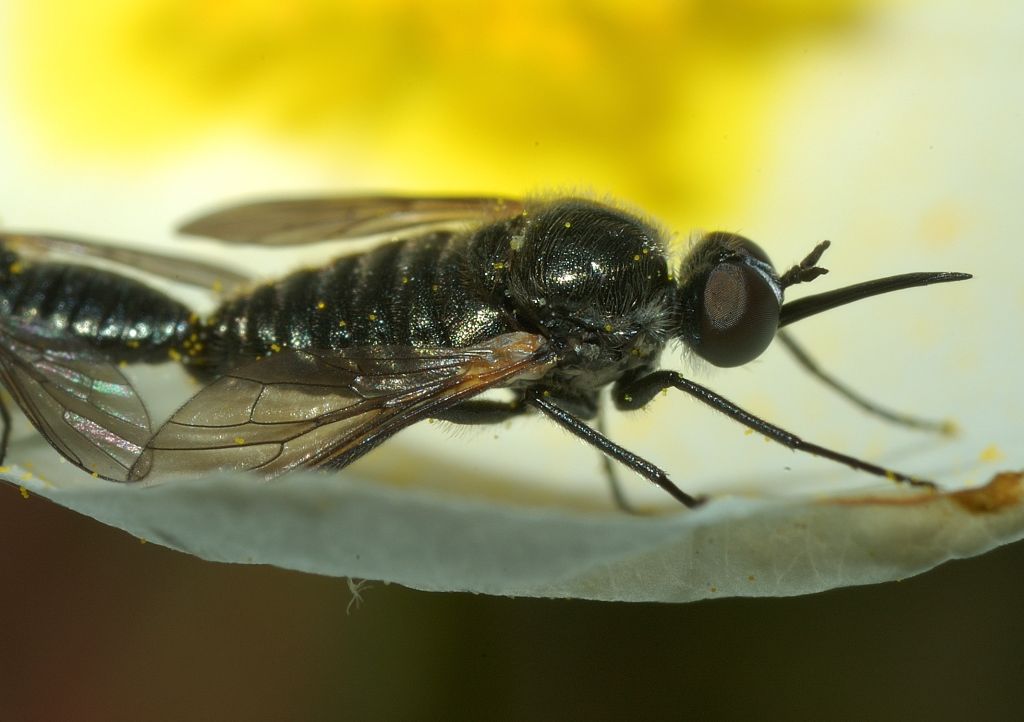 Usia sp. in accoppiamento