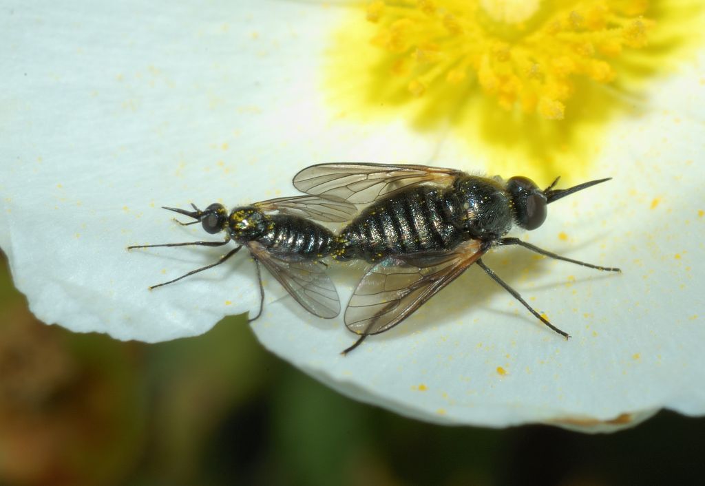 Usia sp. in accoppiamento