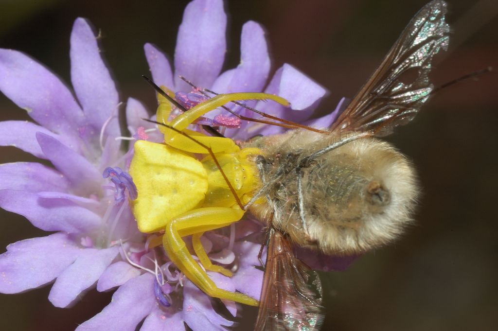 Thomisus onustus con Bombylidae