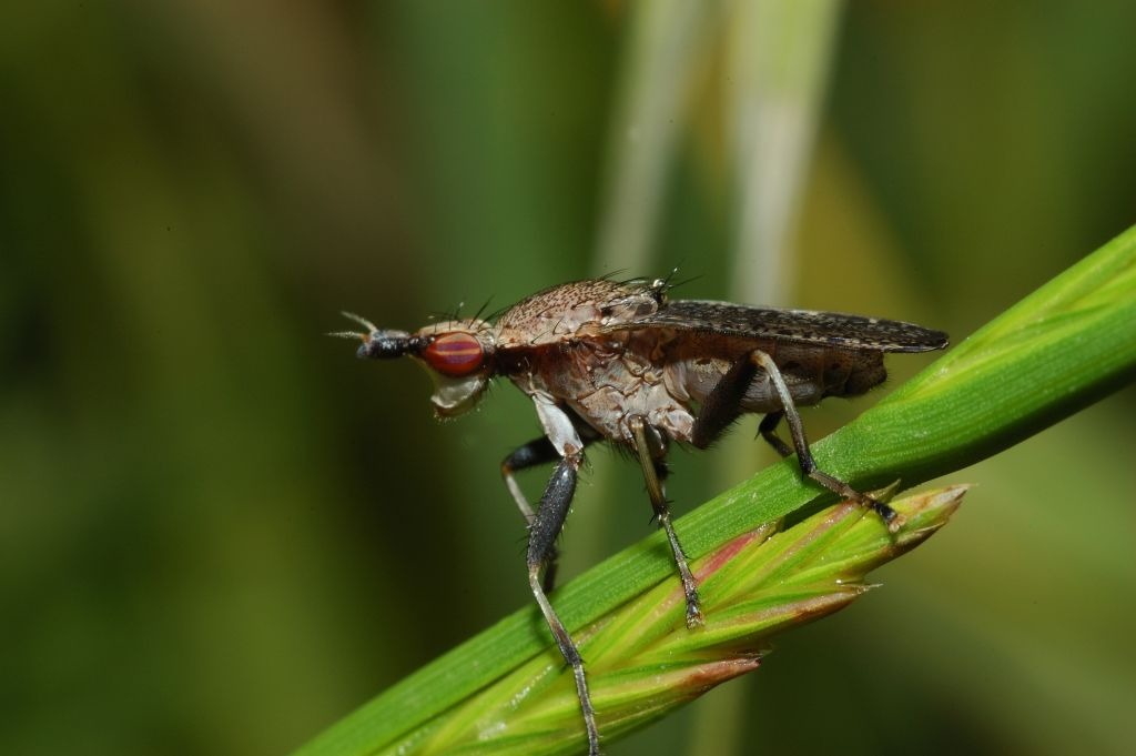 Sciomyzidae: Coremacera marginata