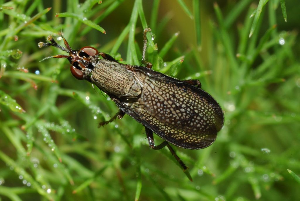 Sciomyzidae: Coremacera marginata