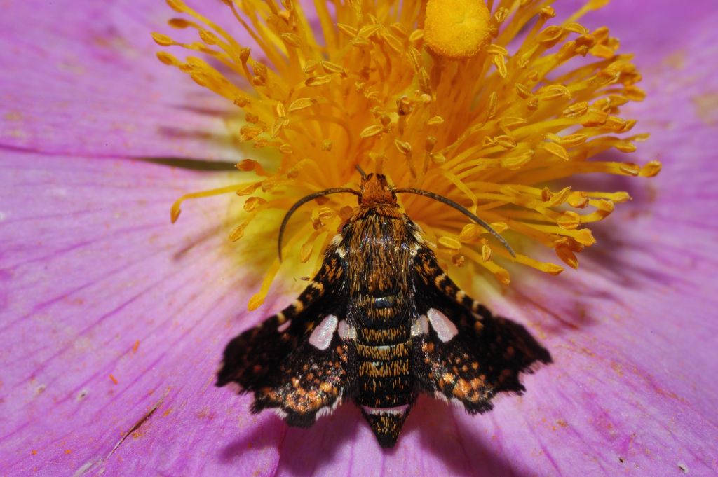 Thyris fenestrella