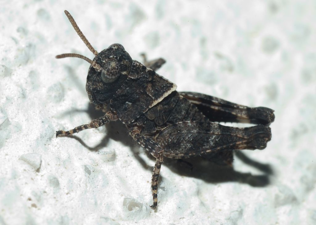 Neanide di Acridiidae: Oedipoda sp.
