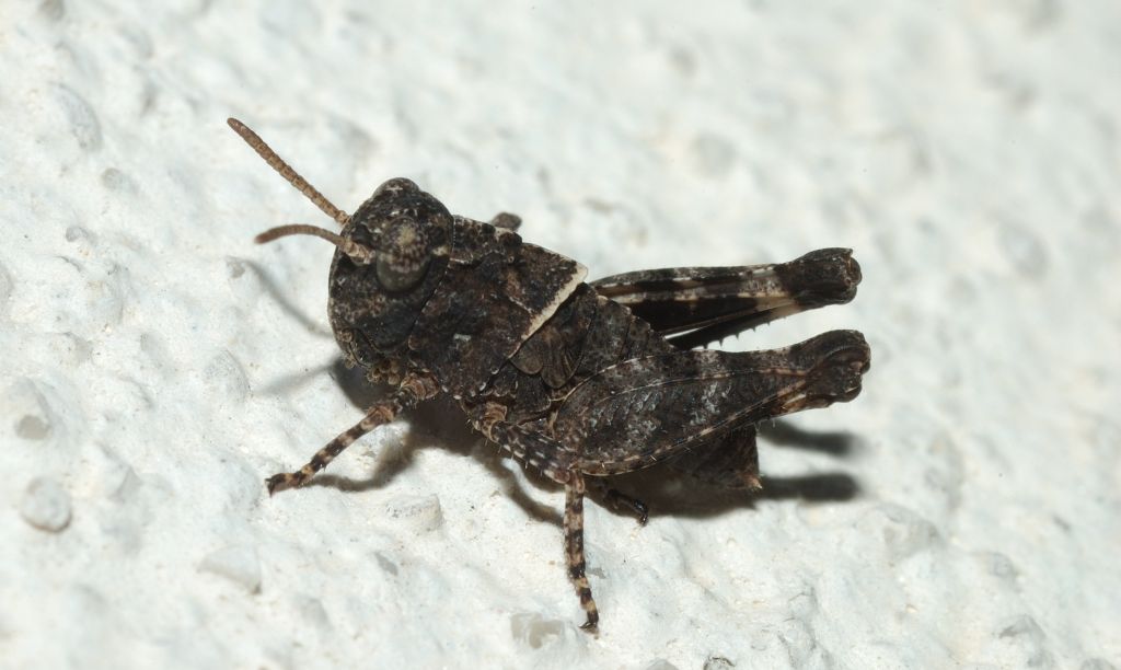 Neanide di Acridiidae: Oedipoda sp.